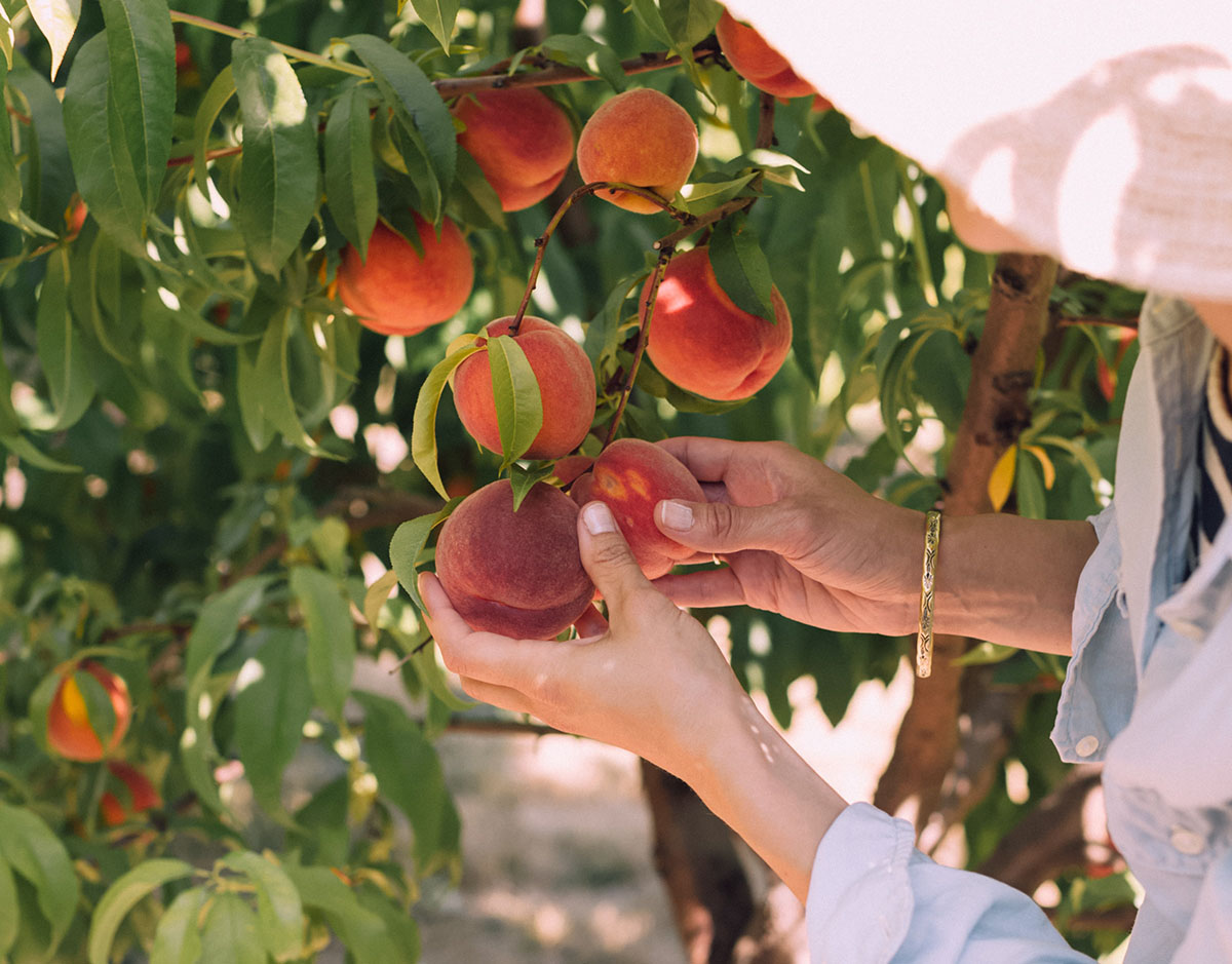 Peaches - IMPPeach Project A woman touches peaches hanging from a tree with her hands.