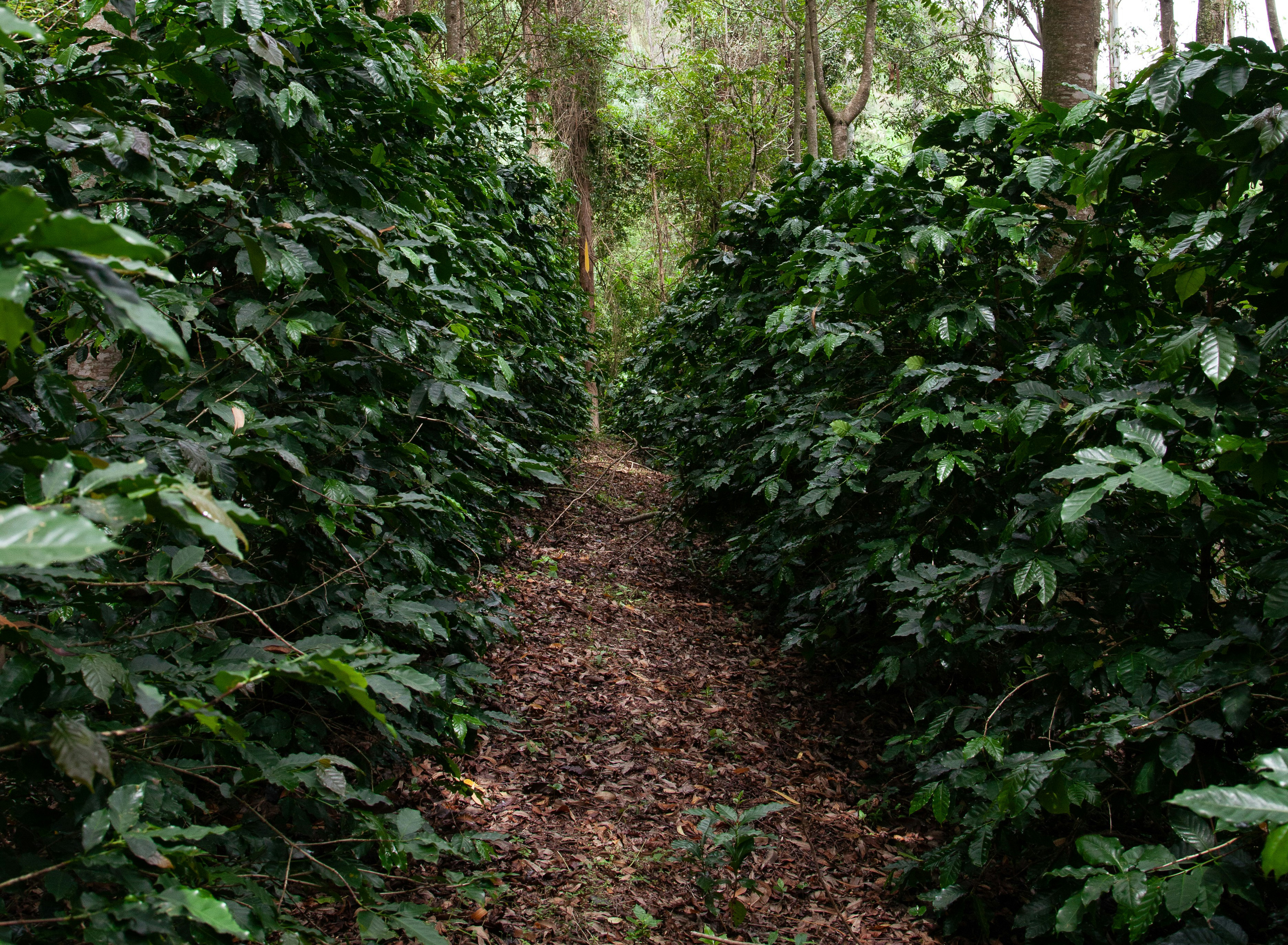 Path between rows of coffee plants, trees in the background