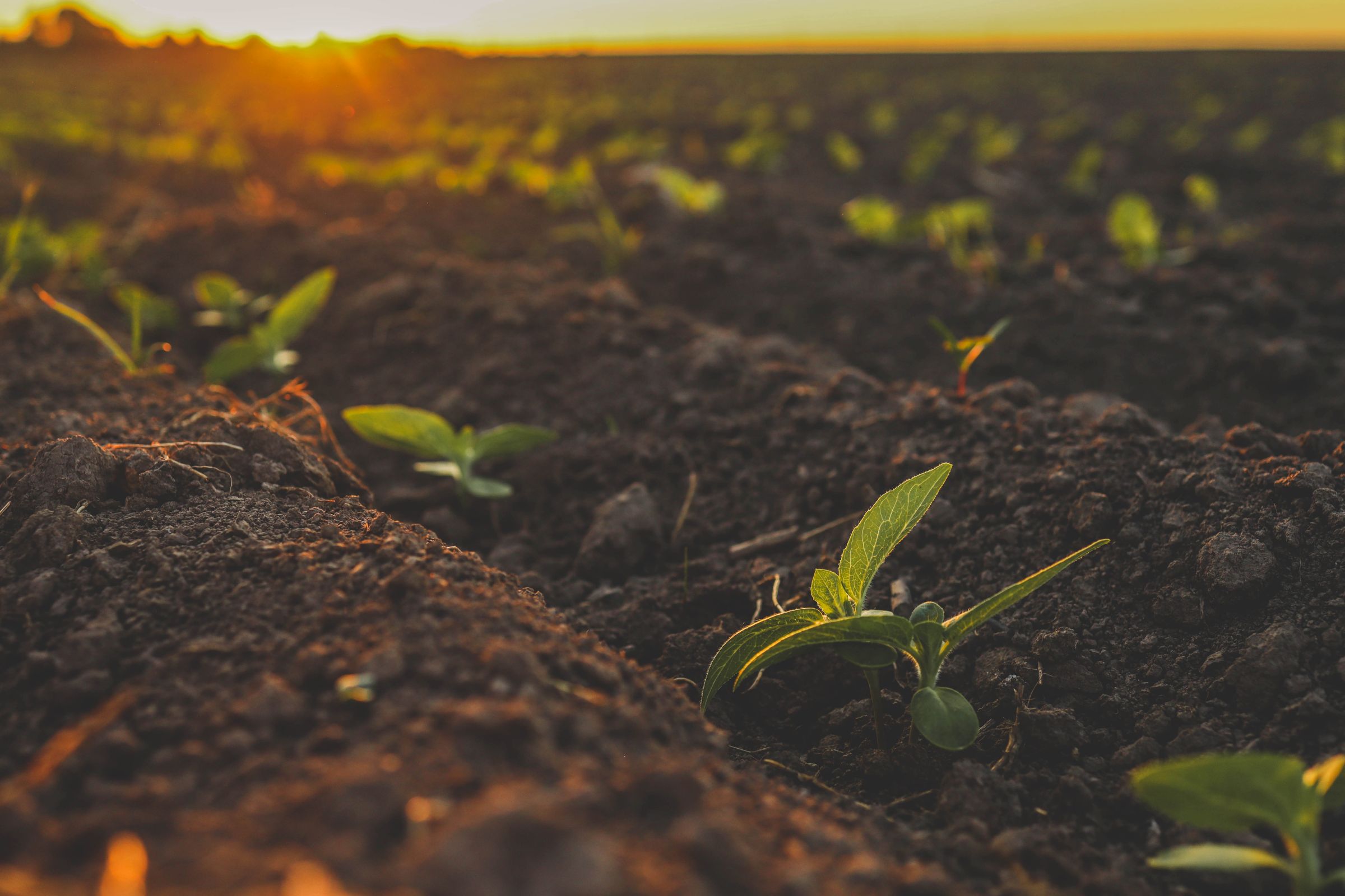 A sprouting young green sunflower in organic soil at sunset.